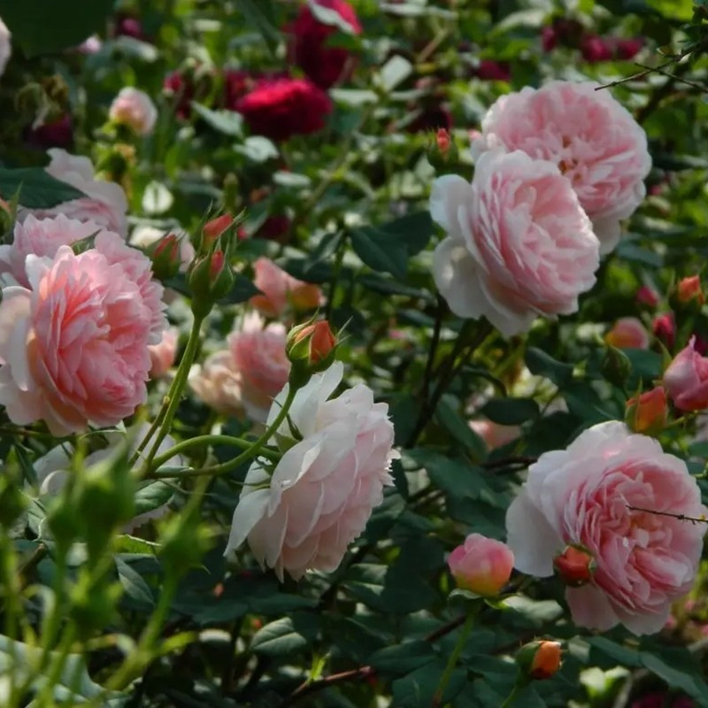 威廉莫里斯月季 威廉莫里斯月季