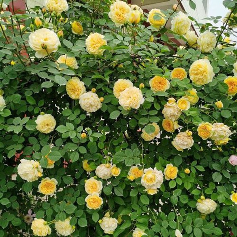 天路朝圣者月季 天路朝圣者月季