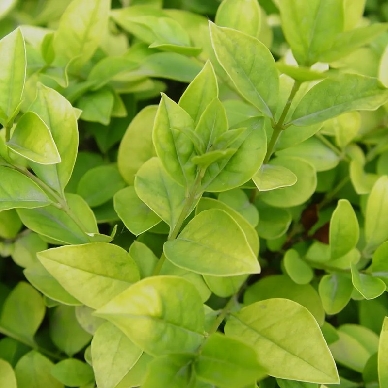 金葉女貞 金葉女貞