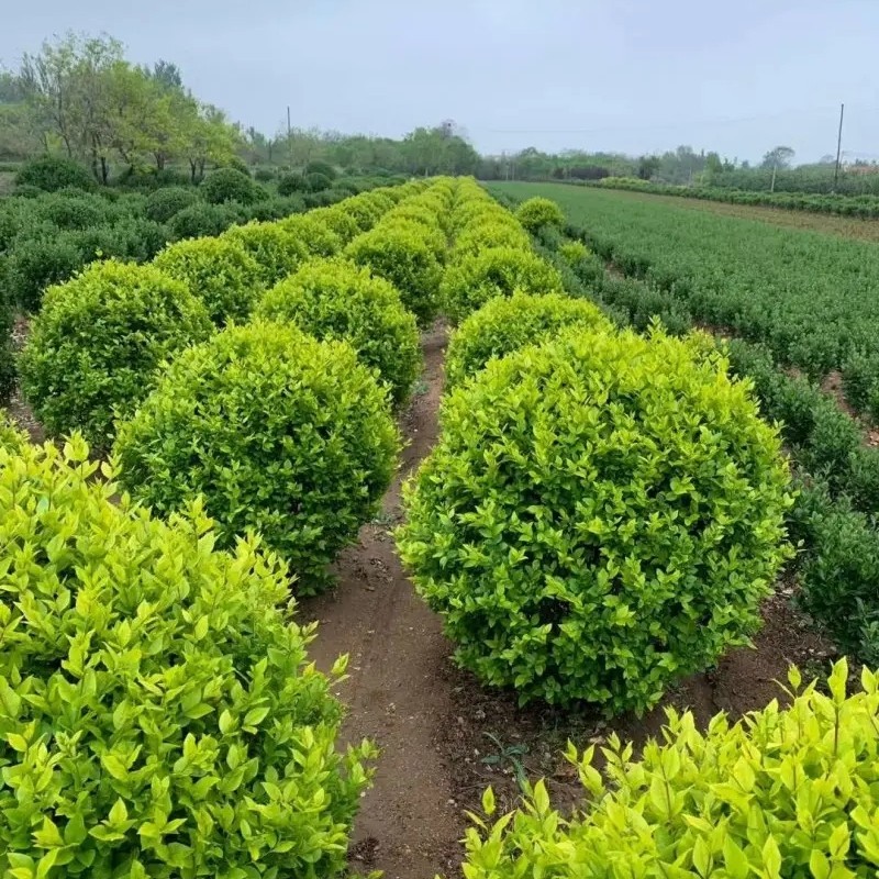 金森女貞 金森女貞