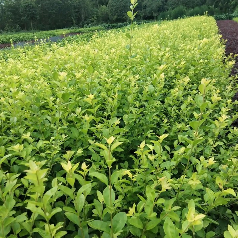 金禾女貞 金禾女貞
