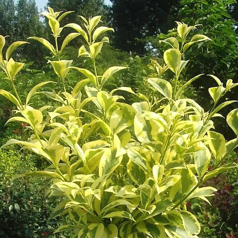 金葉女貞金葉女貞 金葉女貞金葉女貞