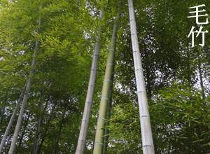毛竹 毛竹