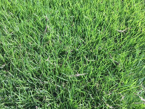 百慕大種子發(fā)芽出苗圖片 百慕大種子發(fā)芽出苗圖片