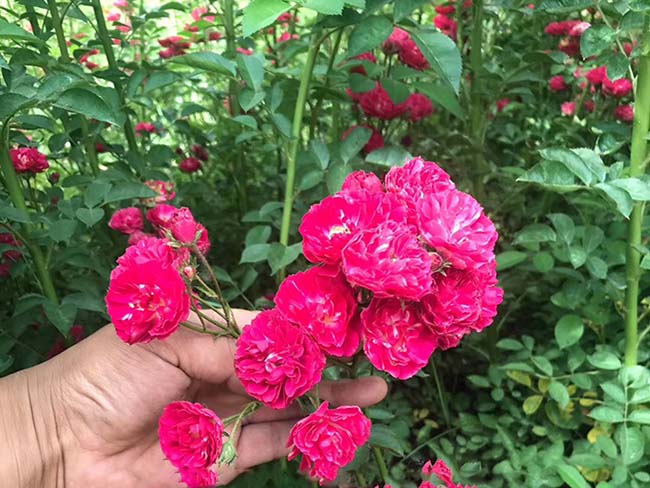 藤本月季 藤本月季