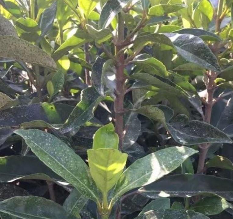 法國冬青 法國冬青