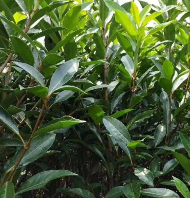 法國冬青 法國冬青