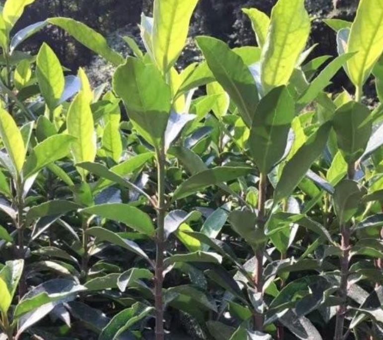 法國冬青 法國冬青