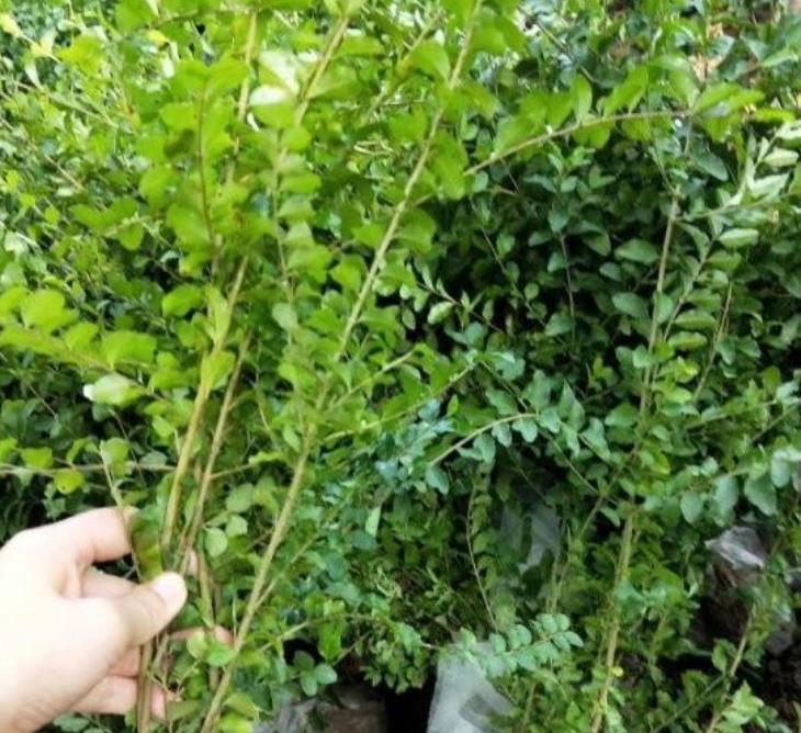 綠籬小葉女貞 綠籬小葉女貞