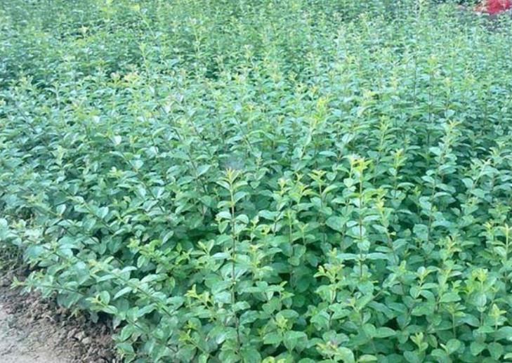 綠籬小葉女貞 綠籬小葉女貞