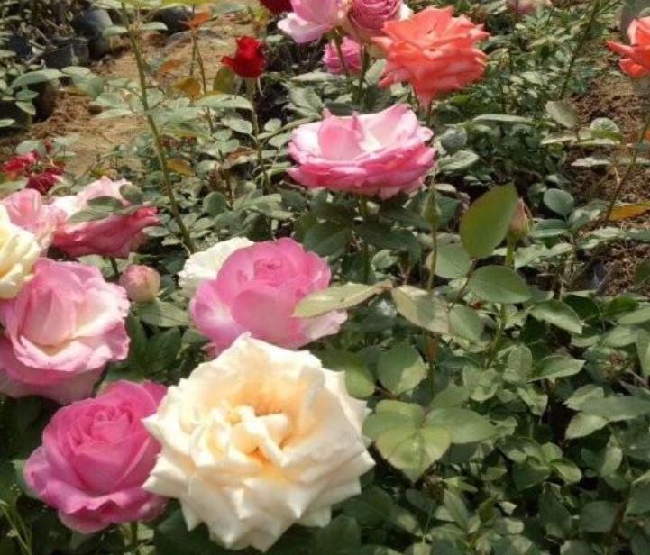 大型月季 大型月季