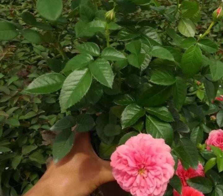 大型月季 大型月季