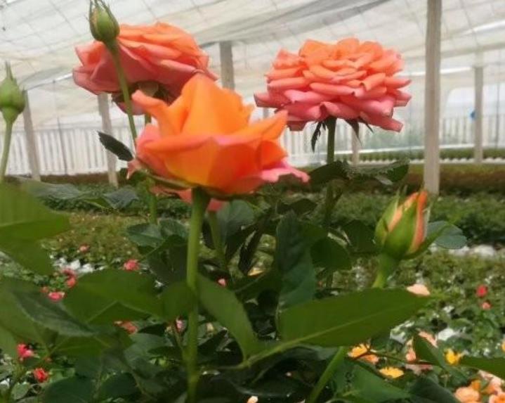 大型月季 大型月季