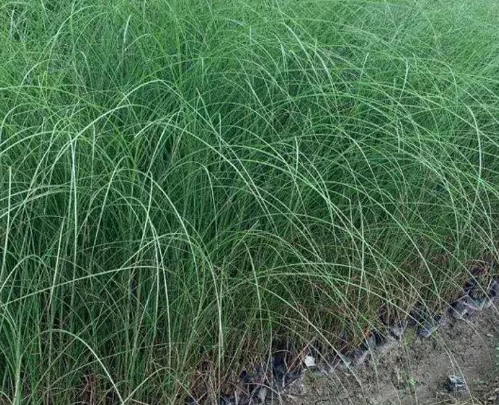 細(xì)葉芒草 細(xì)葉芒草