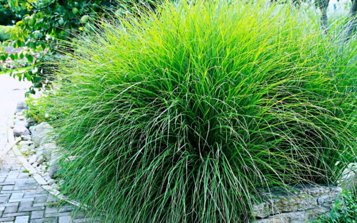 細(xì)葉芒草 細(xì)葉芒草