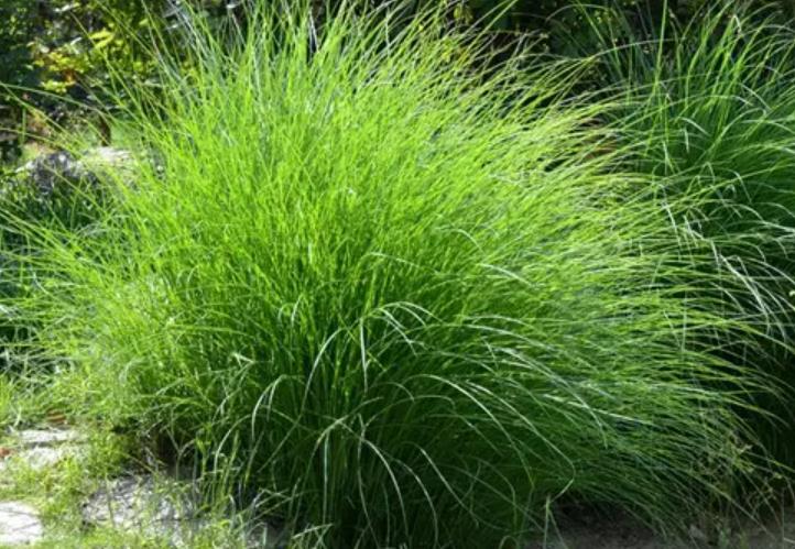 細(xì)葉芒草 細(xì)葉芒草