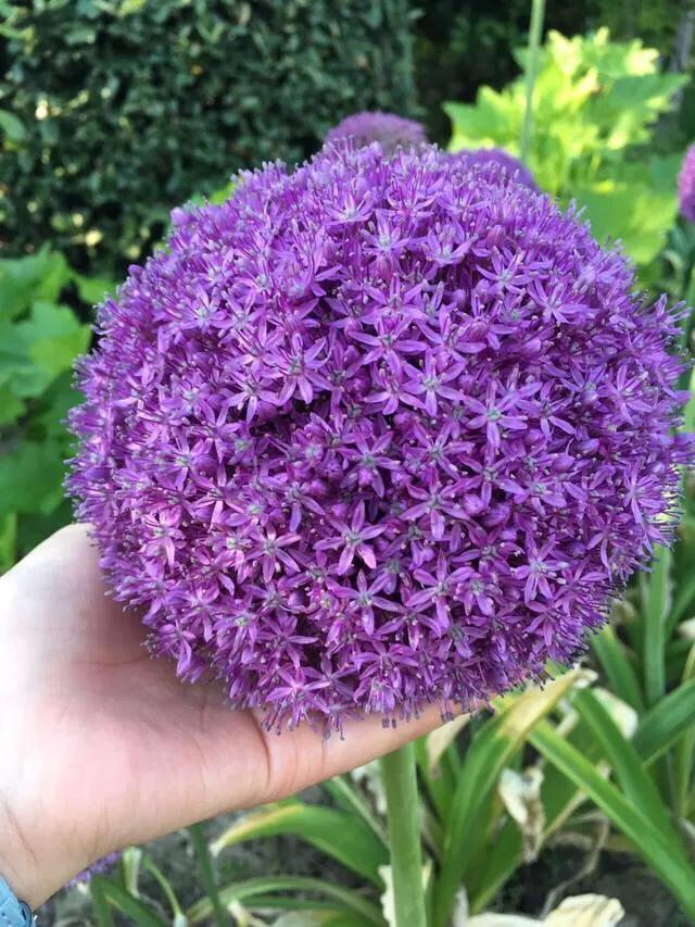 大花蔥的養(yǎng)殖方法和注意事項(xiàng) 大花蔥的養(yǎng)殖方法和注意事項(xiàng)