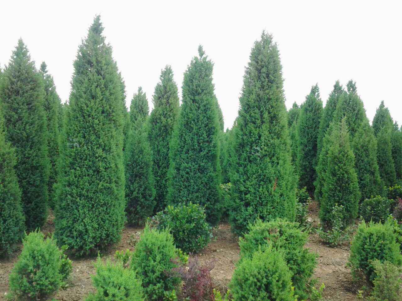 1678432697298849.jpeg 1678432697298849.jpeg