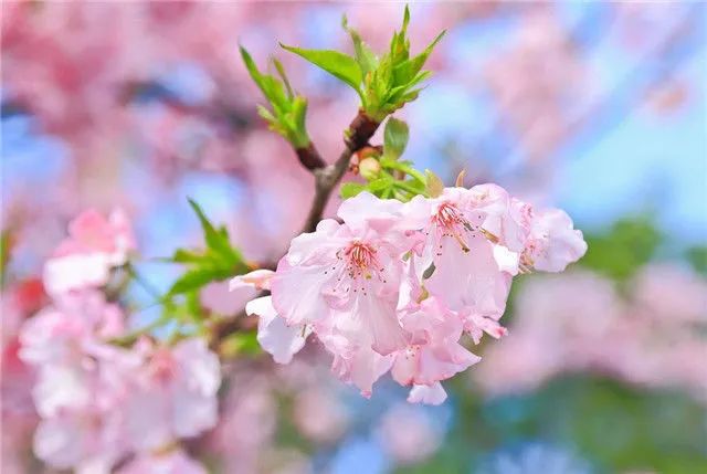 1678444704651378.jpg 1678444704651378.jpg